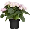 Bauernhortensie "Magical Juwel" Rosa Höhe Ca. 30 Cm - 40 Cm Topf Ca. 5 L -Günstiges Heissner Geschäft 730312 3358 01