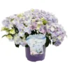Hortensie "French Bolero" Höhe Ca. 20 - 30 Cm Topf Ca. 3,5 L Hydrangea Hybride -Günstiges Heissner Geschäft 730342 3358 01