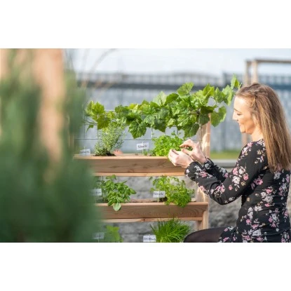 Westmann Kräuterregal Premium Mit Rankgitter L FSC® 19 Westmann Kräuterregal Premium Mit Rankgitter L FSC® – Bild 17