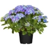 Bauernhortensie "Flair & Flavour Marshmallow" Blau Höhe 30 - 40 Cm Topf 5 L