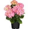 Bauernhortensie "Flair & Flavour Strawberry" Pink Höhe 30 - 40cm Topf Ca. 5 L -Günstiges Heissner Geschäft 738019 3358 1