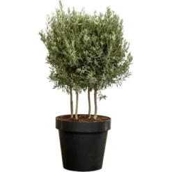 Olivenbaum XXL Multistämmig Ca. 140 Cm - 160 Cm Olea Europaea GROW By OBI