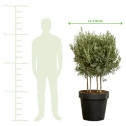 Olivenbaum XXL Multistämmig Ca. 140 Cm - 160 Cm Olea Europaea GROW By OBI -Günstiges Heissner Geschäft 757128 VM01 220222