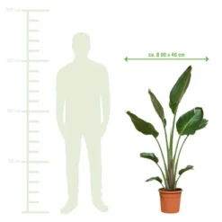 Baumstrelitzie XXL Ca. 140 Cm - 160 Cm Strelitzia Augusta GROW By OBI 8 Baumstrelitzie XXL Ca. 140 Cm - 160 Cm Strelitzia Augusta GROW By OBI -Günstiges Heissner Geschäft 7571292 VM01 220222