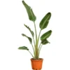 Baumstrelitzie XXL Ca. 140 Cm - 160 Cm Strelitzia Augusta GROW By OBI