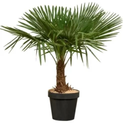 Hanfpalme XXL Ca. 140 Cm - 160 Cm Trachycarpus Fortunei GROW By OBI