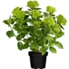 Ballhortensie " Magical Green Delight" Höhe Ca. 30 - 40 Cm Topf Ca. 5 L -Günstiges Heissner Geschäft 764163 3358 1