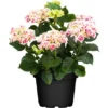 Bauernhortensie "Lovely Colection" Höhe Ca. 30 - 40 Cm Topf Ca 5 L Hydrangea