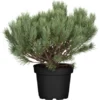 Strauch-Wald-Kiefer "Watereri" Höhe Ca. 50 - 60 Cm Topf Ca 25 LPinus -Günstiges Heissner Geschäft 766022 3358 1