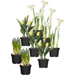 Frühjahrsboten 8er Set Tulpen, Narzissen, Traubenhyazinthen Gelb, Weiß, Blau