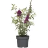 Sommerflieder "Miss Violett"Violett Höhe Ca. 40 - 60 Cm Topf Ca. 4 L -Günstiges Heissner Geschäft 803192 3358 1
