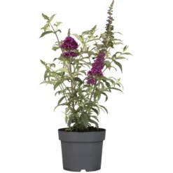 Sommerflieder "Miss Violett"Violett Höhe Ca. 40 - 60 Cm Topf Ca. 4 L
