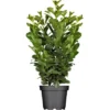 Kirschlorbeer "Etna" Höhe Ca. 60 - 80 Cm Topf Ca. 7,5 L Prunus