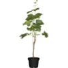Weinrebe Mix Höhe Ca. 80 - 100 Cm Topf Ca. 3 L Vitis Vinifera -Günstiges Heissner Geschäft 821280 3026 01