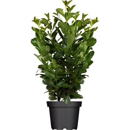 Kirschlorbeer "Obelisk" Höhe Ca. 60 - 80 Cm Topf Ca. 7 L Prunus Laurocerasus 3 Kirschlorbeer "Obelisk" Höhe Ca. 60 - 80 Cm Topf Ca. 7 L Prunus Laurocerasus