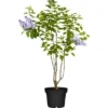 Garten-Flieder Mix Höhe Ca. 60 - 80 Cm Topf Ca. 5 L Syringa Vulgaris -Günstiges Heissner Geschäft 821297 3026 01