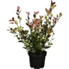 Glanzmispel "New Red" Weiß Höhe Ca. 60 - 80 Cm Topf Ca. 7,5 L Photinia Fraseri