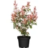 Glanzmispel "Carré Rouge" Höhe Ca. 40 - 60 Cm Topf Ca. 5 L Photinia Fraseri 1 Glanzmispel "Carré Rouge" Höhe Ca. 40 - 60 Cm Topf Ca. 5 L Photinia Fraseri -Günstiges Heissner Geschäft 821318 3026 01