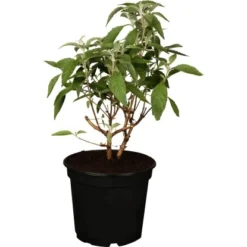 Sommerflieder "Berries And Cream" Höhe Ca. 50 - 60 Cm Topf Ca. 4,6 L Buddleja