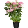 Ballhortensie "Pink Annabelle" Rosa Höhe Ca. 30 - 40 Cm Topf Ca. 4,6 L