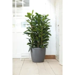 Elho Blumentopf Brussels Rund Mit Rollen Ø 35 Anthrazit -Günstiges Heissner Geschäft 8360935 4667 4