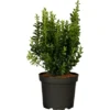 Spindelstrauch "Green Wonder" 6er-Pack Euonymusjaponica -Günstiges Heissner Geschäft 846394 3358 01