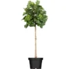 Fächerblattbaum "Mariken" Höhe Ca. 160 - 180 Cm Topf Ca. 15 L Ginkgo Biloba