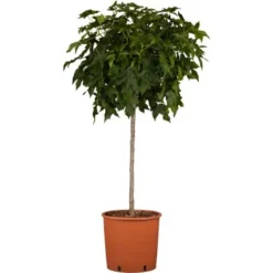 Amberbaum "Gumball" Höhe Ca. 100 - 120 Cm Topf Ca. 10 L Liquidambar Styraciflua