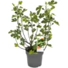 GROW By OBI Feigen Busch Firoma Höhe Ca. 42 Cm Topf 6 L Ficus Carica -Günstiges Heissner Geschäft 8517476 3358 1