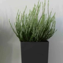 Siena Garden Pflanzgefäß Modern Brest Anthrazit 25x25x26,0 Cm -Günstiges Heissner Geschäft 8629628 1346 3