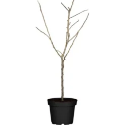 Apfel "Florina" Rot Höhe Ca. 100 - 120 Cm Topf Ca. 7,5 L Malus Domestica