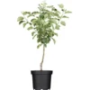 Herbstapfel "Grahams Jubiläumsapfel" Gelb Höhe Ca. 100 - 120 Cm Topf Ca. 7,5 L -Günstiges Heissner Geschäft 870342 3358 1
