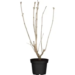 Garten-Flieder Höhe Ca. 100 - 120 Cm Topf Ca. 7,5 L Syringa Vulgaris