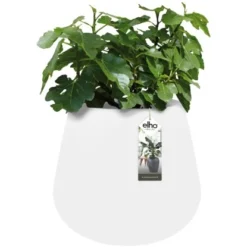Elho Blumentopf Pure Cone Ø 43 Cm Weiß -Günstiges Heissner Geschäft 8711904250706 4667 04