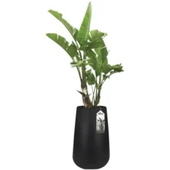 Elho Blumentopf Pure Cone Hoch Ø 43 Cm Schwarz -Günstiges Heissner Geschäft 8711904253516 4667 06