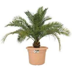 Elho Blumentopf Green Basics Cilinder Ø 77,5 Cm Mild Terra -Günstiges Heissner Geschäft 8711904316303 4667 05