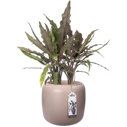 Elho Übertopf Pure Beads Small Ø 39,2 Cm Kieselrosa 7 Elho Übertopf Pure Beads Small Ø 39,2 Cm Kieselrosa – Bild 5