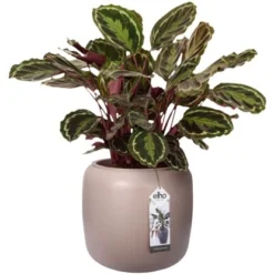 Elho Übertopf Pure Beads Small Ø 39,2 Cm Kieselrosa 17 Elho Übertopf Pure Beads Small Ø 39,2 Cm Kieselrosa -Günstiges Heissner Geschäft 8711904350161 4667 07