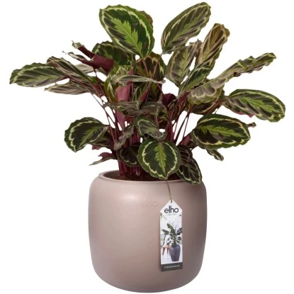 Elho Übertopf Pure Beads Small Ø 39,2 Cm Kieselrosa 9 Elho Übertopf Pure Beads Small Ø 39,2 Cm Kieselrosa – Bild 7