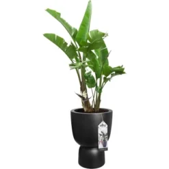 Elho Blumentopf Pure Coupe Ø 34,9 Cm Schwarz -Günstiges Heissner Geschäft 8711904492649 4667 06
