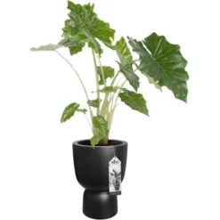 Elho Blumentopf Pure Coupe Ø 34,9 Cm Schwarz -Günstiges Heissner Geschäft 8711904492649 4667 07