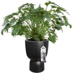 Elho Blumentopf Pure Coupe Ø 34,9 Cm Schwarz -Günstiges Heissner Geschäft 8711904492649 4667 08