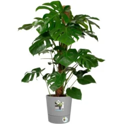 Elho Blumentopf Greensense Rund 30 Cm Light Beton -Günstiges Heissner Geschäft 8711904497187 4667 04