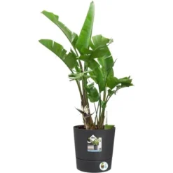 Elho Blumentopf Greensense Rund 30 Cm Holzkohlengrau -Günstiges Heissner Geschäft 8711904497217 4667 02