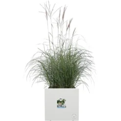 Elho Pflanztopf Vivo Next 30 Cm X 30 Cm X 30 Cm Weiß Mit Rollen -Günstiges Heissner Geschäft 8711904499242 4667 02