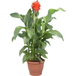 Indisches Blumenrohr Sortiert Topf-Ø Ca. 30 Cm Canna