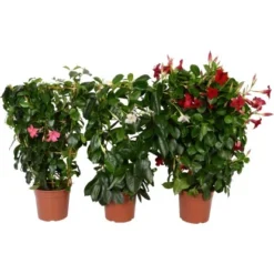 Dipladenie Sortiert Mit Rankhilfe Topf-Ø Ca. 17 Cm Mandevilla Sanderi