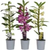 Bambus-Orchidee Sortiert H Ca. 45-60 Cm Topf-Ø Ca. 12 Cm Dendrobium Nobile -Günstiges Heissner Geschäft 8719194012585 4883 1
