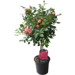 Fußstammrose Rosa Höhe Ca. 70 - 80 Cm Topf Ca. 2 L -Günstiges Heissner Geschäft 8719194012981 4883 2