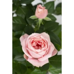 Fußstammrose Rosa Höhe Ca. 70 - 80 Cm Topf Ca. 2 L -Günstiges Heissner Geschäft 8719194012981 4883 3